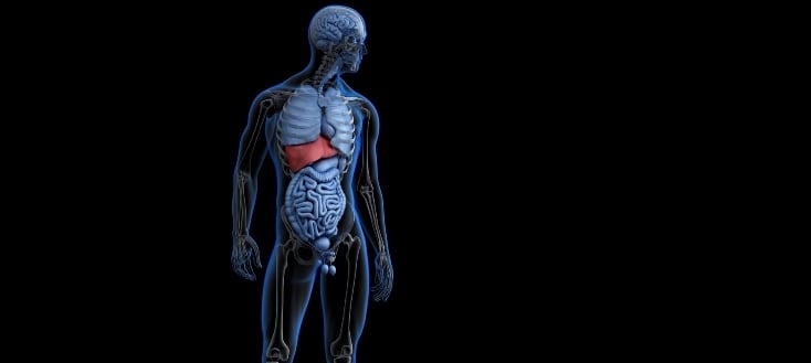 human anatomy with liver highlighted